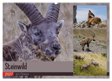 Steinwild am Pilatus (Wandkalender 2027 DIN A2 quer), CALVENDO Monatskalender