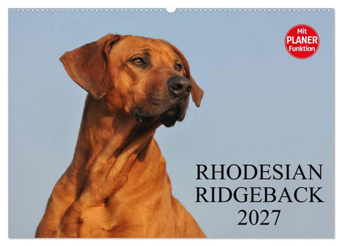 Rhodesian Ridgeback 2027 (Wandkalender 2027 DIN A2 quer), CALVENDO Monatskalender