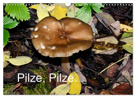 Pilze, Pilze (Wandkalender 2027 DIN A3 quer), CALVENDO Monatskalender