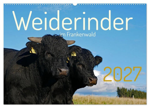 Weiderinder im Frankenwald (Wandkalender 2027 DIN A2 quer), CALVENDO Monatskalender