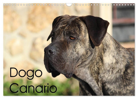 Dogo Canario (Wandkalender 2027 DIN A3 quer), CALVENDO Monatskalender