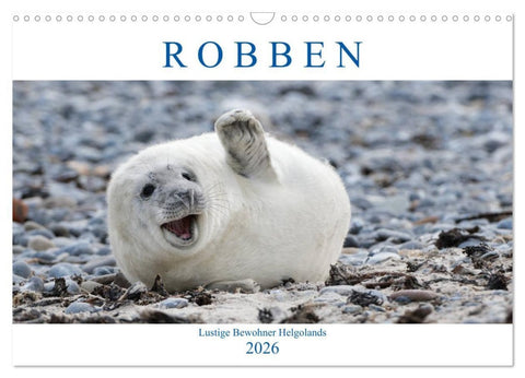 Robben - Lustige Bewohner Helgolands (Wandkalender 2026 DIN A3 quer), CALVENDO Monatskalender