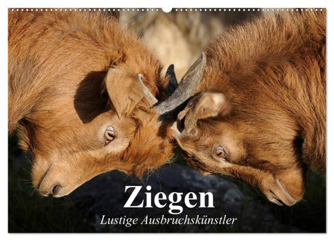 Ziegen. Lustige Ausbruchskünstler (Wandkalender 2027 DIN A2 quer), CALVENDO Monatskalender