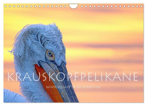 Krauskopfpelikane (Wandkalender 2027 DIN A4 quer), CALVENDO Monatskalender