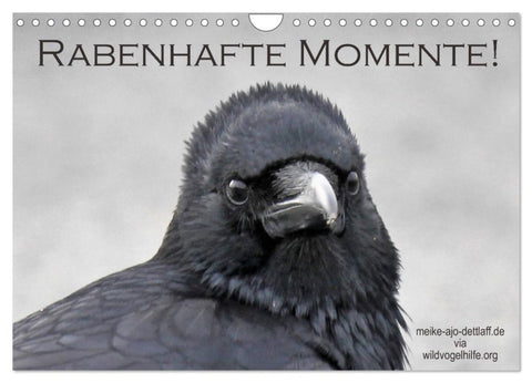 Rabenhafte Momente! (Wandkalender 2027 DIN A4 quer), CALVENDO Monatskalender