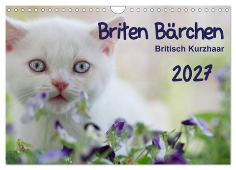 Briten Bärchen – Britsch Kurzhaar 2027 (Wandkalender 2027 DIN A4 quer), CALVENDO Monatskalender