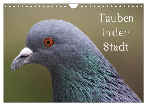 Tauben in der Stadt (Wandkalender 2027 DIN A4 quer), CALVENDO Monatskalender