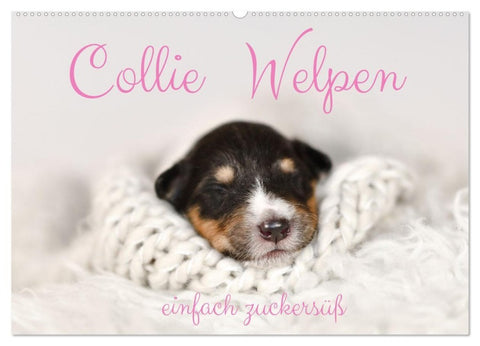 Collie Welpen einfach zuckersüß (Wandkalender 2027 DIN A2 quer), CALVENDO Monatskalender