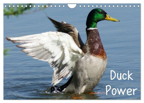 Duck Power (Wandkalender 2027 DIN A4 quer), CALVENDO Monatskalender