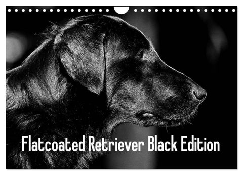 Flatcoated Retriever Black Edition (Wandkalender 2026 DIN A4 quer), CALVENDO Monatskalender