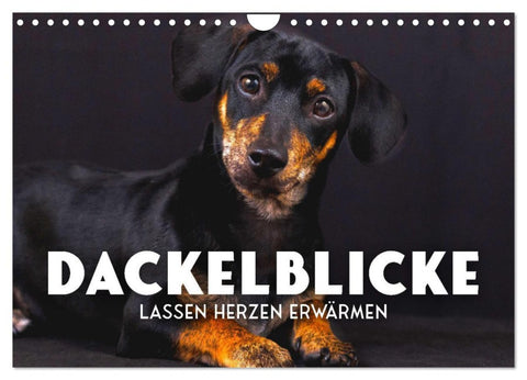 Dackelblicke - Lassen Herzen erwärmen. (Wandkalender 2026 DIN A4 quer), CALVENDO Monatskalender