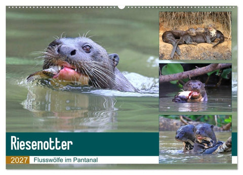 Riesenotter - Flusswölfe im Pantanal (Wandkalender 2027 DIN A2 quer), CALVENDO Monatskalender