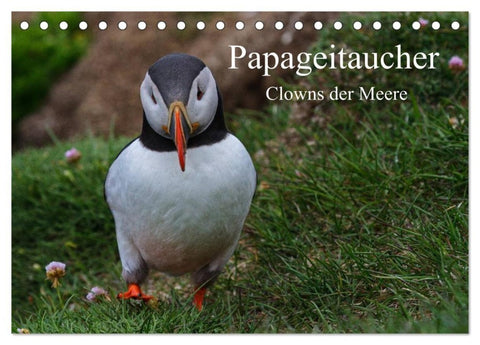 Papageitaucher Clowns der Meere (Tischkalender 2027 DIN A5 quer), CALVENDO Monatskalender