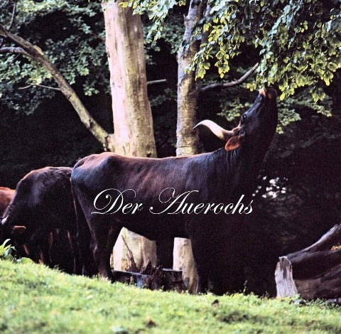 Der Auerochs