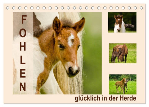 Fohlen, glücklich in der Herde (Tischkalender 2027 DIN A5 quer), CALVENDO Monatskalender