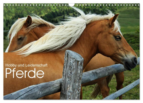 Pferde - Hobby und Leidenschaft (Wandkalender 2026 DIN A3 quer), CALVENDO Monatskalender