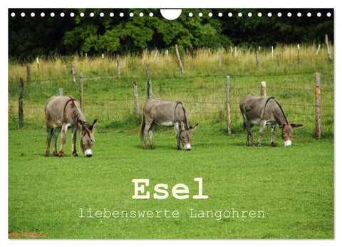Esel - liebenswerte Langohren (Wandkalender 2026 DIN A4 quer), CALVENDO Monatskalender