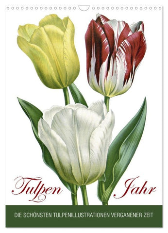 Tulpen - Jahr (Wandkalender 2027 DIN A3 hoch), CALVENDO Monatskalender