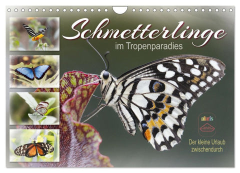 Schmetterlinge im Tropenparadies (Wandkalender 2026 DIN A4 quer), CALVENDO Monatskalender