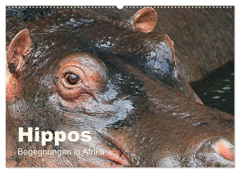 Hippos - Begegnungen in Afrika (Wandkalender 2027 DIN A2 quer), CALVENDO Monatskalender