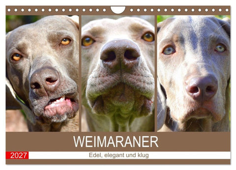 Weimaraner. Edel, elegant und klug (Wandkalender 2027 DIN A4 quer), CALVENDO Monatskalender