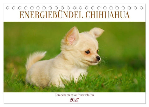 Enegiebündel Chihuahua - Temperament auf vier Pfoten (Tischkalender 2027 DIN A5 quer), CALVENDO Monatskalender