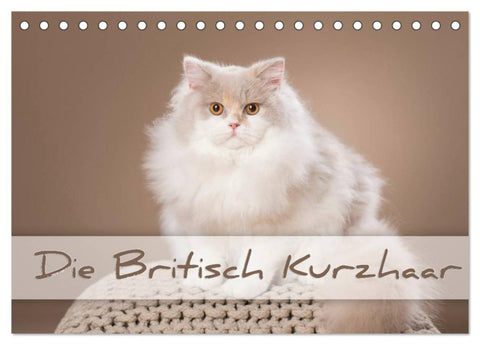 Die Britisch Kurzhaar (Tischkalender 2026 DIN A5 quer), CALVENDO Monatskalender