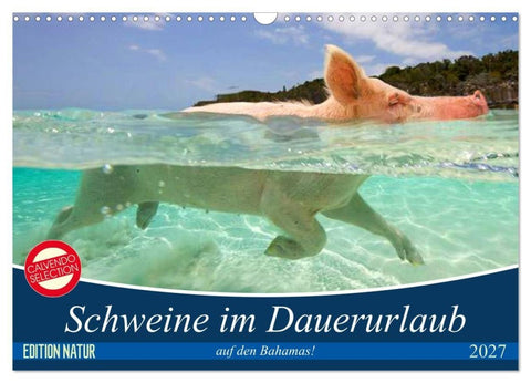 Schweine im Dauerurlaub auf den Bahamas! (Wandkalender 2027 DIN A3 quer), CALVENDO Monatskalender