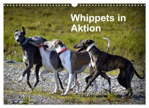 Whippets in Aktion (Wandkalender 2027 DIN A3 quer), CALVENDO Monatskalender