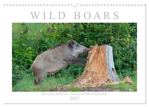 Wild Boars (Wall Calendar 2027 DIN A3 landscape), CALVENDO 12 Month Wall Calendar
