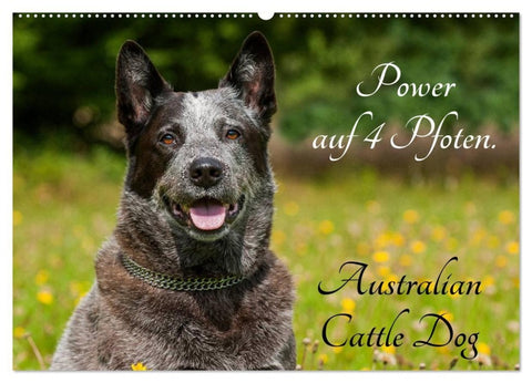 Power auf 4 Pfoten. Australian Cattle Dog (Wandkalender 2027 DIN A2 quer), CALVENDO Monatskalender