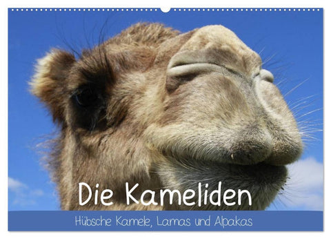 Die Kameliden. Hübsche Kamele, Lamas und Alpakas (Wandkalender 2026 DIN A2 quer), CALVENDO Monatskalender