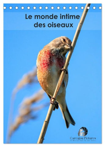 Le monde intime des oiseaux (Calendrier de bureau 2027 DIN A5 horizontal), CALVENDO calendrier mensuel