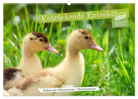 Entzückende Entenküken (Wandkalender 2027 DIN A2 quer), CALVENDO Monatskalender