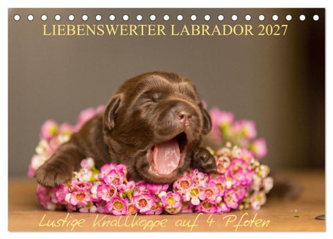 Liebenswerter Labrador 2027 (Tischkalender 2027 DIN A5 quer), CALVENDO Monatskalender