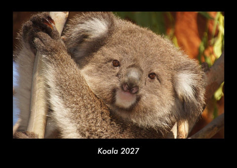 Koala 2027 Fotokalender DIN A3