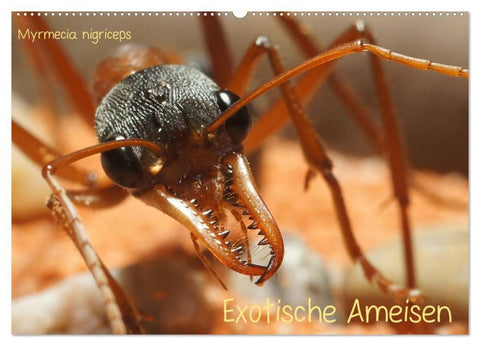 Exotische Ameisen (Wandkalender 2027 DIN A2 quer), CALVENDO Monatskalender