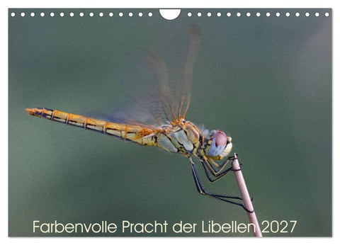 Farbenvolle Pracht der Libellen (Wandkalender 2027 DIN A4 quer), CALVENDO Monatskalender