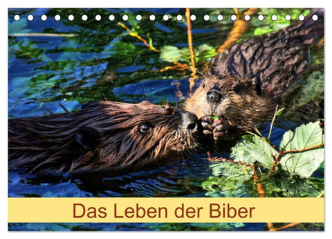 Das Leben der Biber (Tischkalender 2027 DIN A5 quer), CALVENDO Monatskalender