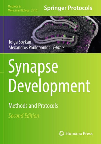 Synapse Development