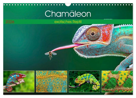 Chamäleon - exotisches Reptil (Wandkalender 2026 DIN A3 quer), CALVENDO Monatskalender