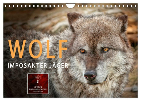 Wolf - Imposanter Jäger (Wandkalender 2027 DIN A4 quer), CALVENDO Monatskalender