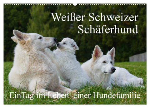 Weißer Schweizer Schäferhund - Ein Tag im Leben einer Hundefamilie (Wandkalender 2026 DIN A2 quer), CALVENDO Monatskalender