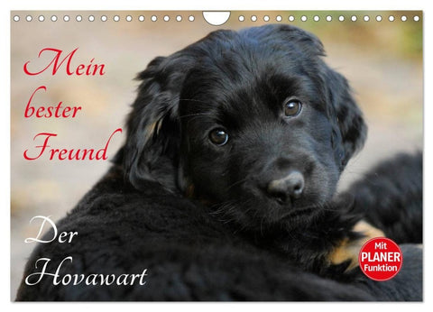 Mein bester Freund - Der Hovawart (Wandkalender 2026 DIN A4 quer), CALVENDO Monatskalender