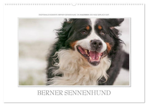 Emotionale Momente: Berner Sennenhund. (Wandkalender 2026 DIN A2 quer), CALVENDO Monatskalender