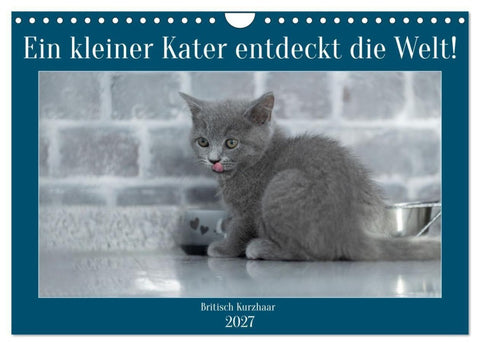 Ein kleiner Kater entdeckt die Welt! (Wandkalender 2027 DIN A4 quer), CALVENDO Monatskalender
