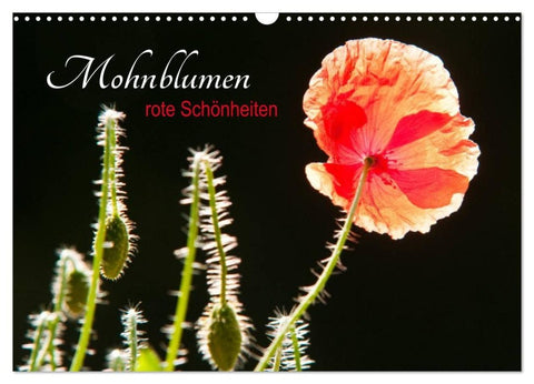 Mohnblumen - rote Schönheiten (Wandkalender 2027 DIN A3 quer), CALVENDO Monatskalender