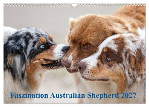 Australian Shepherd 2027 (Wandkalender 2027 DIN A3 quer), CALVENDO Monatskalender