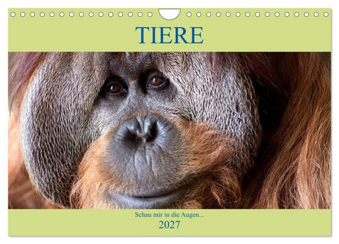 Tiere Schau mir in die Augen (Wandkalender 2027 DIN A4 quer), CALVENDO Monatskalender
