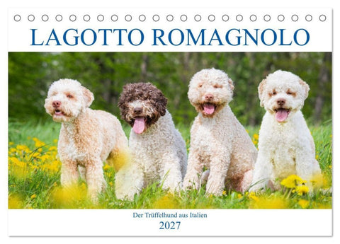 Lagotto Romagnolo - Der Trüffelhund aus Italien (Tischkalender 2027 DIN A5 quer), CALVENDO Monatskalender
